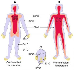 دما بر اساس اندام بدن